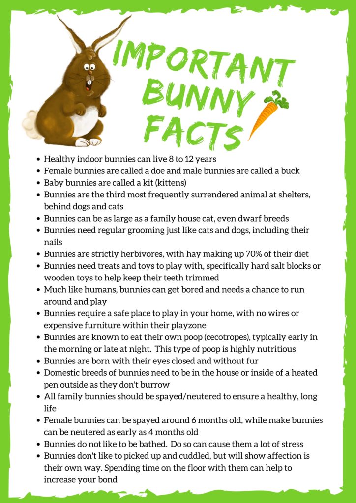 Bunny Facts